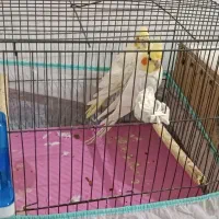 پرنده|پرنده|اهواز, کوی مهدیس|دیوار