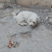سگ پاکوتا