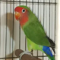 کوتوله برزیلی سخنگو سبز