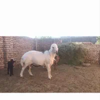 قوچ بروجردی درجه یک|حیوانات مزرعه|بجستان, |دیوار