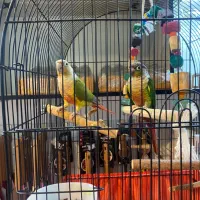 طوطی گرینچیک نر ماده مولد