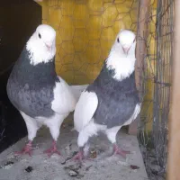 طوقی نر ماده