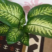 حرراج|حراج|اهواز, پردیس|دیوار