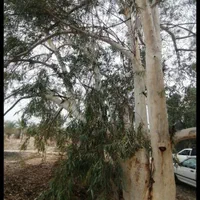 خریداره چوب مرکبات وغیره درباغ|خدمات باغبانی و درختکاری|جهرم, |دیوار