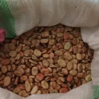 باقلا تمیز خوش پخت و بذری ۷ بند