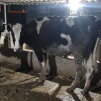 گاو قربانی|حیوانات مزرعه|سیمین شهر, |دیوار