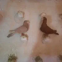 زرد سرخ نر|پرنده|اسفراین, |دیوار