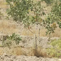 یک ونیم هکتار باغ پسته ۵ساله پیوند احمد اقایی|فروش زمین و ملک کلنگی|نی‌ریز, |دیوار