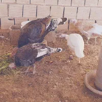 بوقلمون از ۳ نژاد|حیوانات مزرعه|رودشت (اصفهان), |دیوار