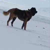 سگ سرابی توله جو