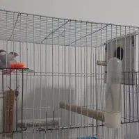 فنچ نرگسی|پرنده|قوچان, |دیوار