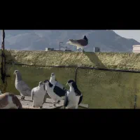 ۳۰تاسادع نر جوجه بوم درجه یک