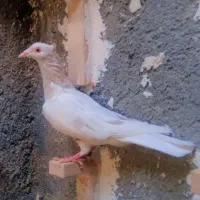 دوتا ماده سارکاکلی عطیقه|پرنده|بیرجند, |دیوار