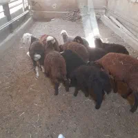 بره شیری|حیوانات مزرعه|شراء, |دیوار