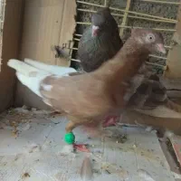 کبوتر|پرنده|سعدآباد, |دیوار