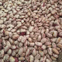لوبیا چیتی کشت خودم کشاورزم بستان اباد