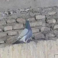 کبوتر پلاکی