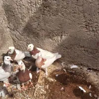 کبوتر طوقی روهم دونه ۲۵۰|پرنده|اردکان, |دیوار