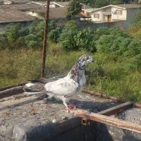 کبوتر پرشی|پرنده|قائم‌شهر, |دیوار