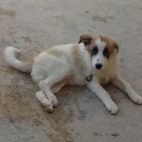 سرگرمی