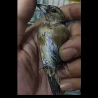 سهره|پرنده|تهران, فلاح|دیوار