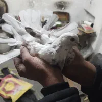 کفتراصفهانیبازیکن|پرنده|خمینیشهر, |دیوار