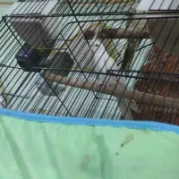 عروس هلندی کوتوله|پرنده|ایرانشهر, |دیوار