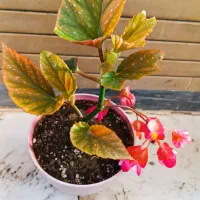 گل های شاداب