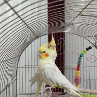 قناری و عروس هلندی