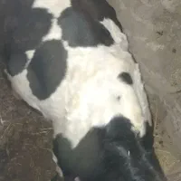 فروش گاو نر ۱۸ماهه هلندی قیمت توافقی