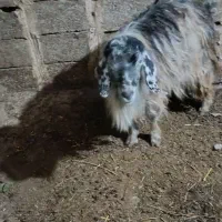 گوسفندبا بره نربفروش میرسد