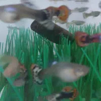 ماهی گوپی حراج شد قیمتی که میخواهید بخرید|ماهی|نیشابور, گنبد سبز|دیوار