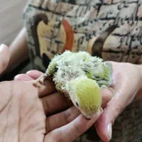 کوتوله برزیلی دوعدد