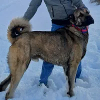 سگ کانگال سرابی پژدر