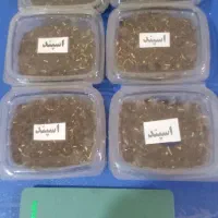 اسپند عمده