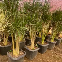 گل دراسینا چندشاخه بزرگ|گل و گیاه طبیعی|رشت, بیجارپس|دیوار