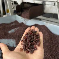 کشمش آفتابی پلویی