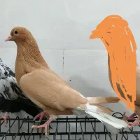 ساعت طرح کفتر