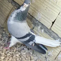 بدرنگ|حیوانات|شیراز, کفترک|دیوار