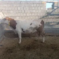 سمنتال 6دندان 15روزمانده واسه زایمان