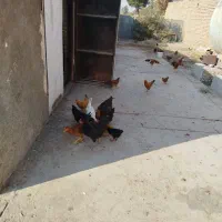 تعدادی جوجه مرغ و خروس