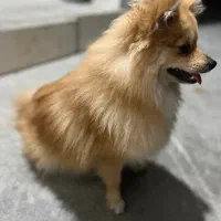 سگ پامر گمشده