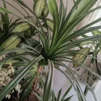 فروش گل و گیاه طبیعی