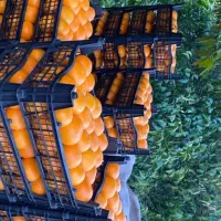 نارنگی خاری|حراج|فسا, |دیوار