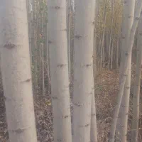 فروش نهال درخت صنوبر