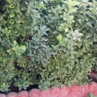 گل سانس|گل و گیاه طبیعی|کومله, |دیوار