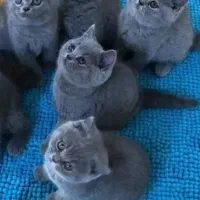 خرید و فروش گربه بریتیش