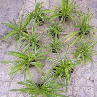 گل گل. دونه ۱۵ت|حراج|گرگان, |دیوار