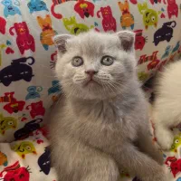 اسکاتیش و بریتیش