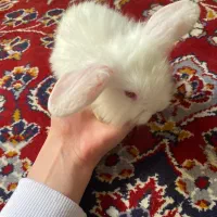 بچه خرگوش لوپ